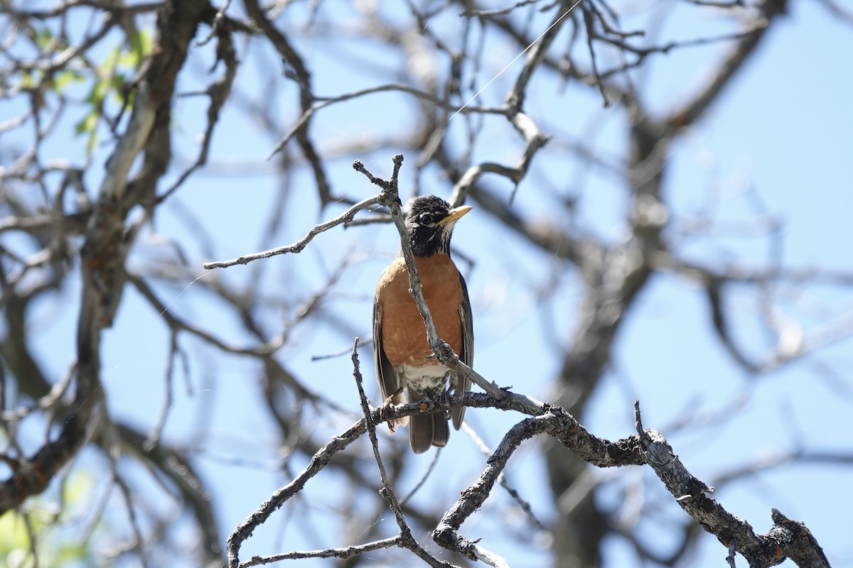 American Robin - ML620240779