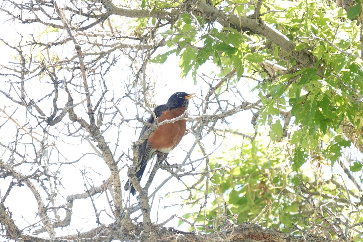 American Robin - ML620240780