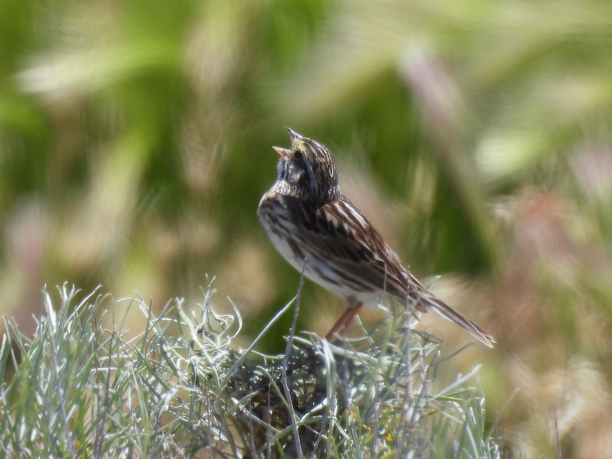Savannah Sparrow - ML620240781
