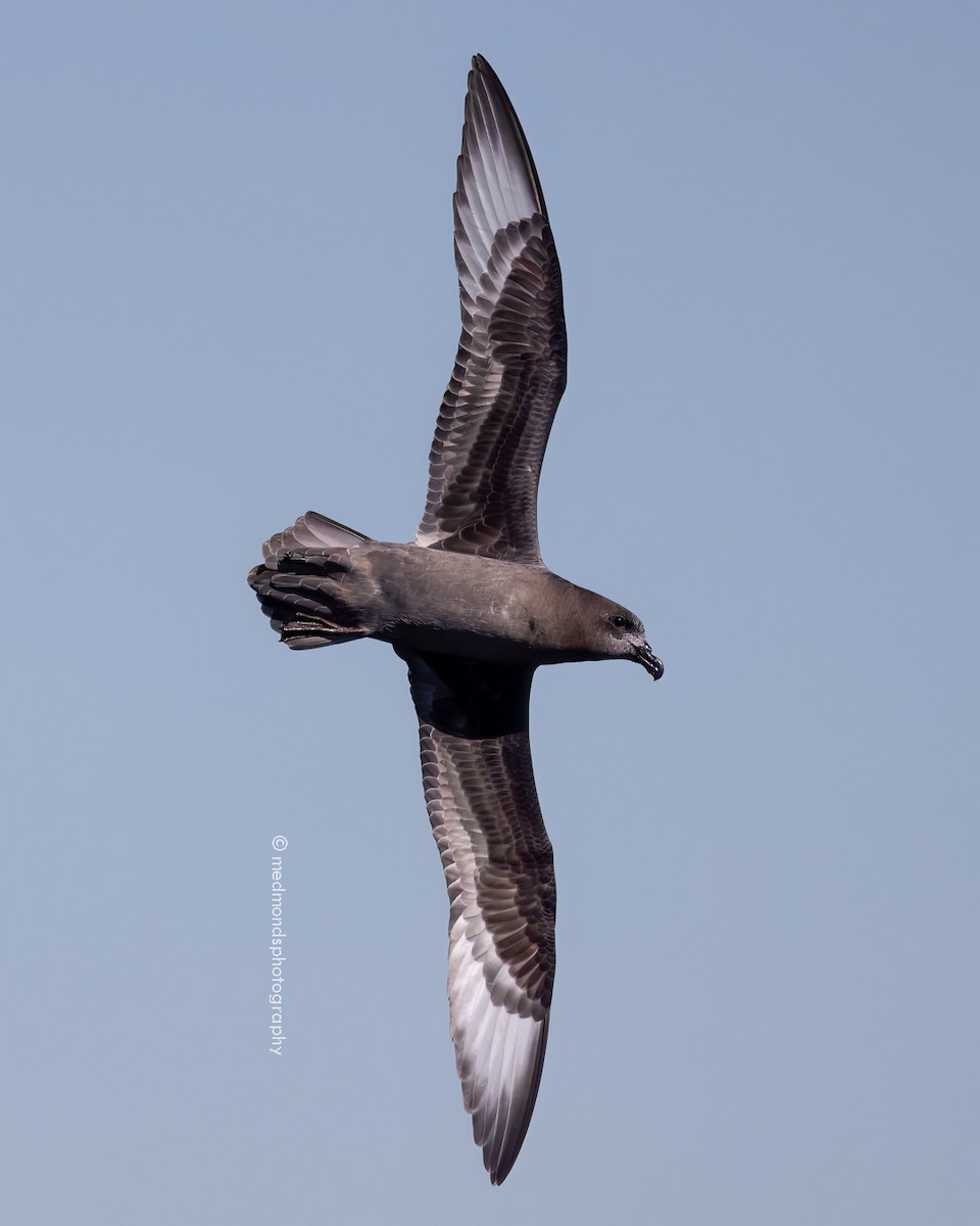 Providence Petrel - ML620240782