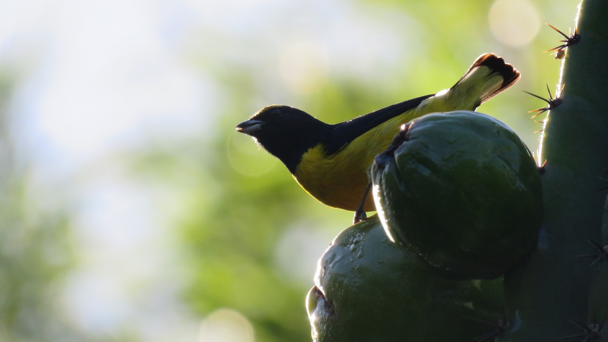 Purple-throated Euphonia - ML620240786