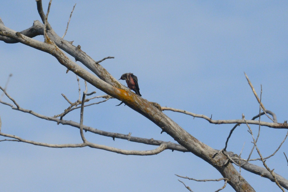 Lewis's Woodpecker - ML620240795