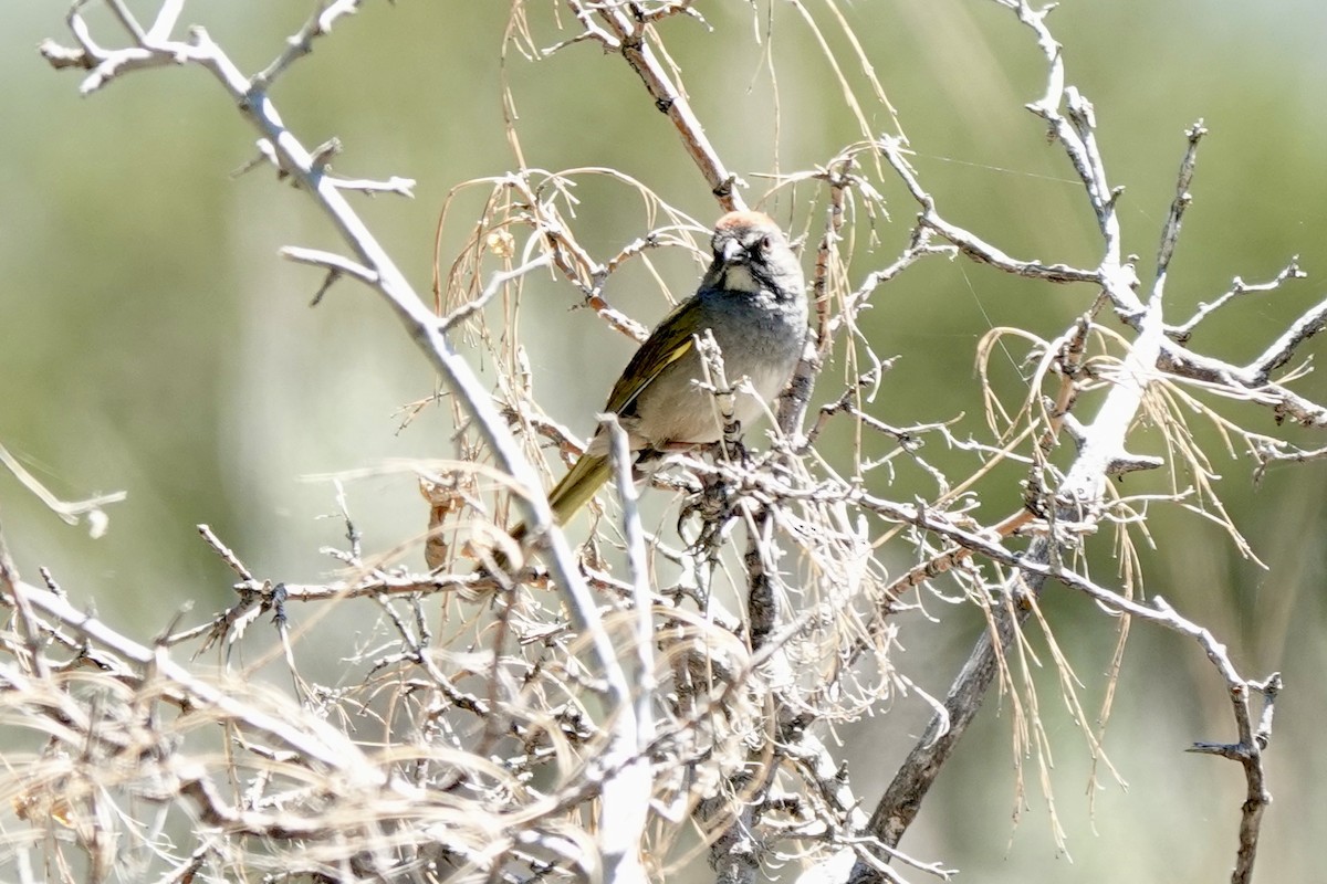 Green-tailed Towhee - ML620240796