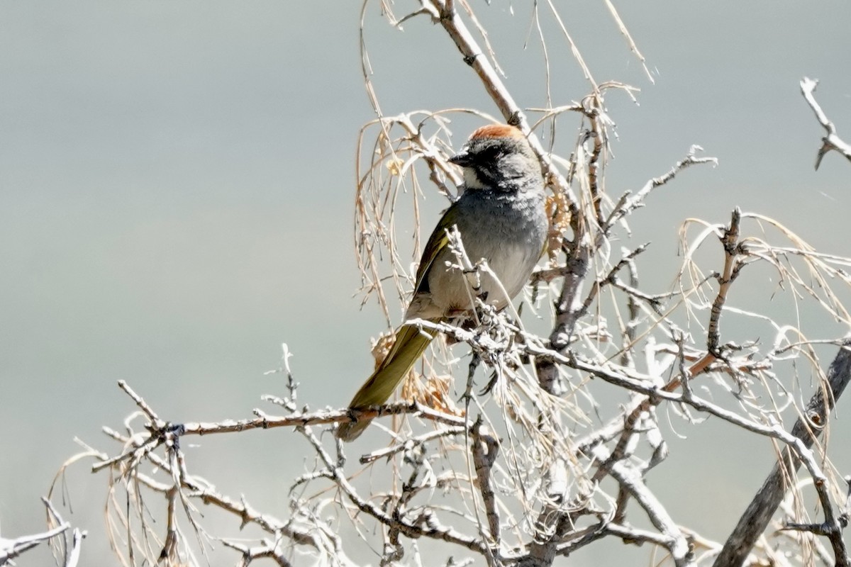 Green-tailed Towhee - ML620240797