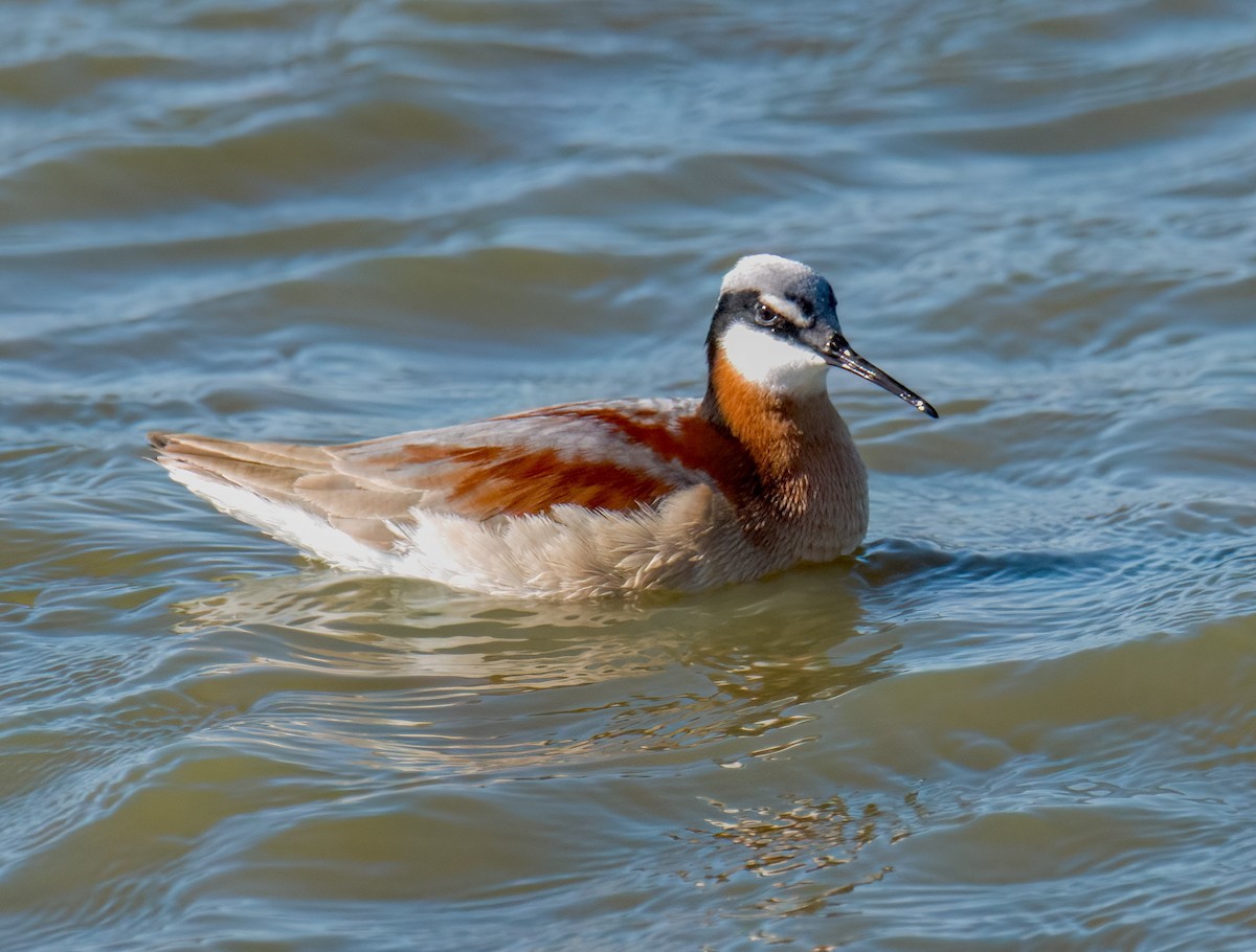 hvithalesvømmesnipe - ML620240804