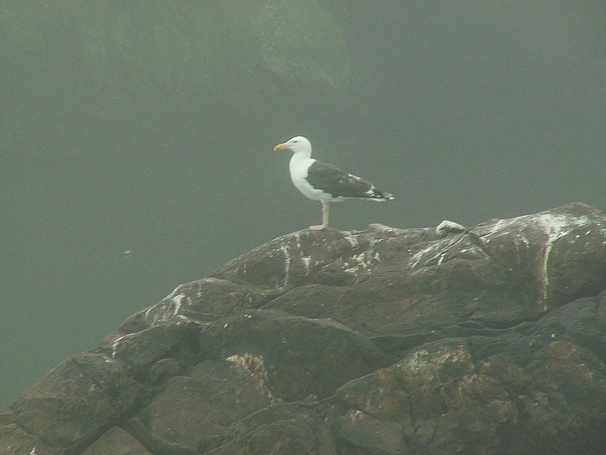 Great Black-backed Gull - ML620240809