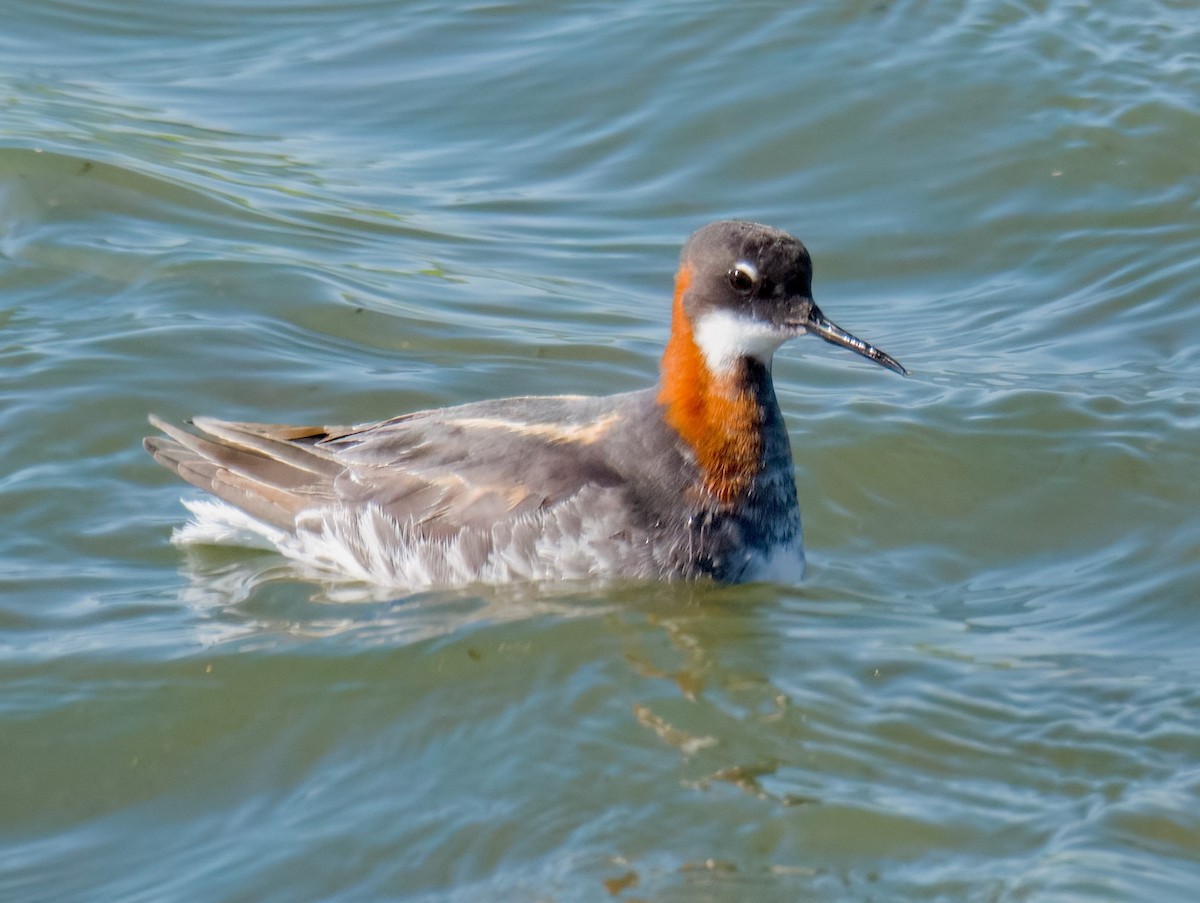 Red-necked Phalarope - ML620240812