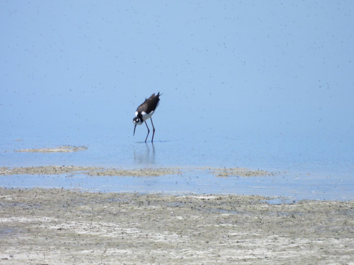 Black-necked Stilt - ML620240816