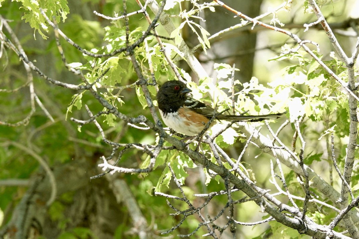 Spotted Towhee - ML620240819
