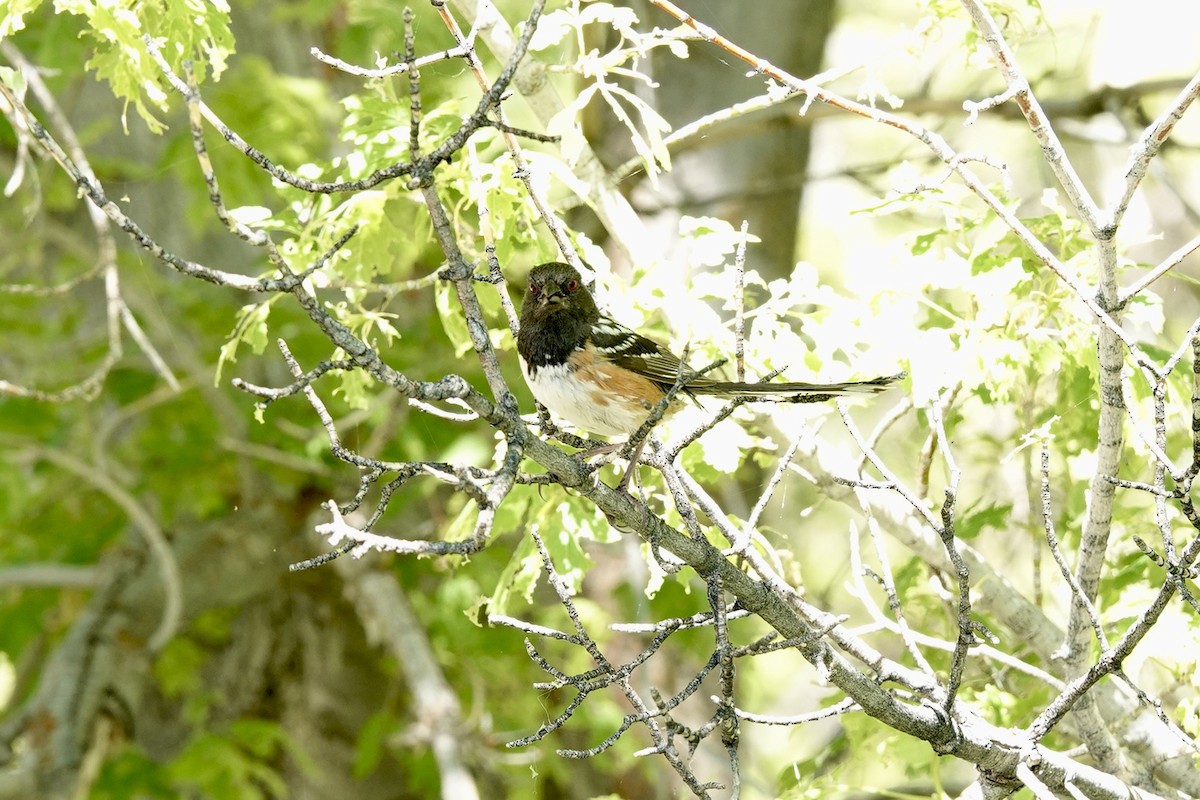Spotted Towhee - ML620240820