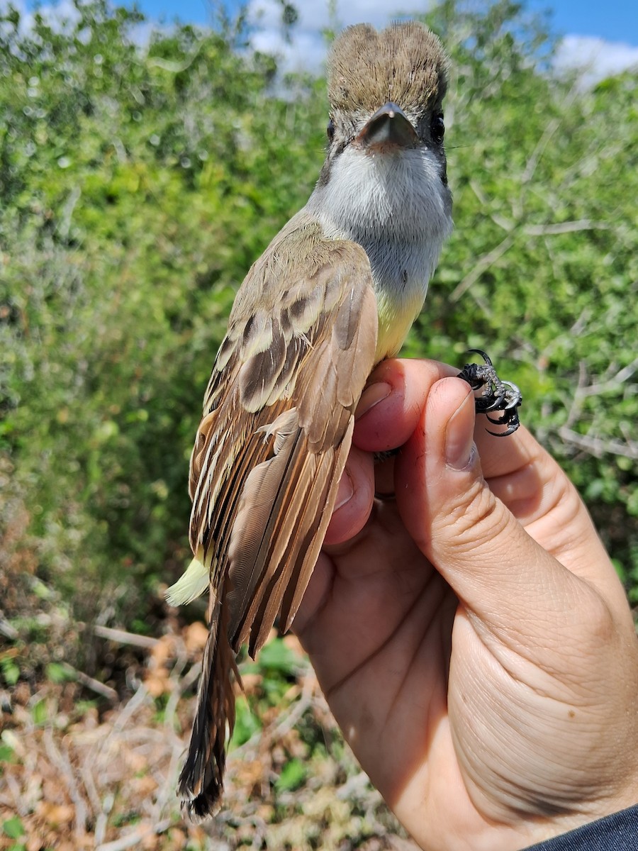 tanımsız Myiarchus sp. - ML620240826