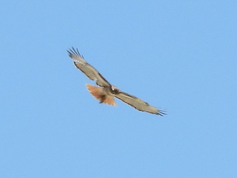 Red-tailed Hawk - ML620240828