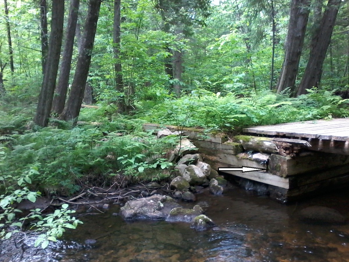 Troglodyte des forêts - ML620240830