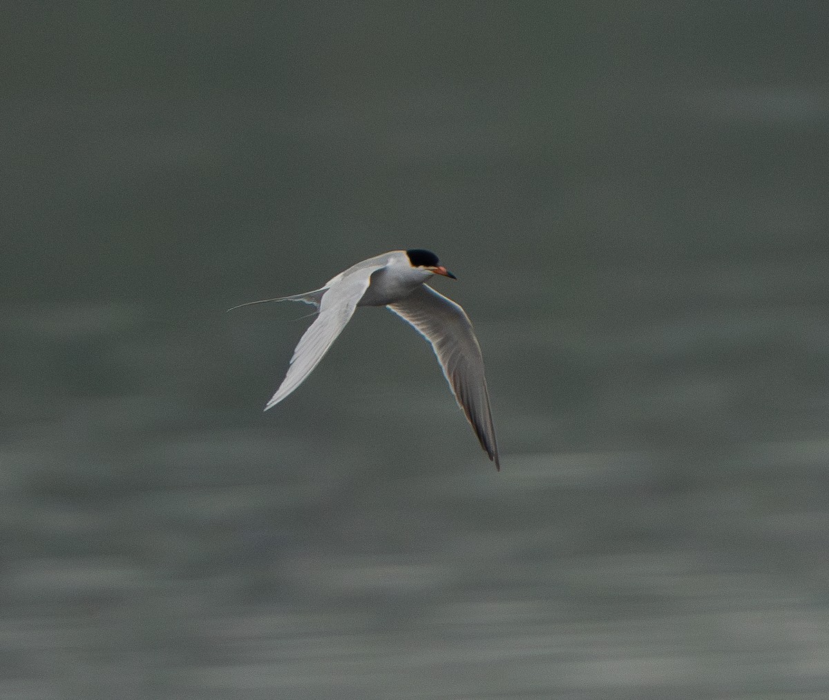 Forster's Tern - ML620240832