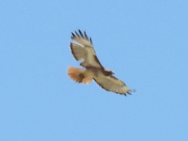 Red-tailed Hawk - ML620240833