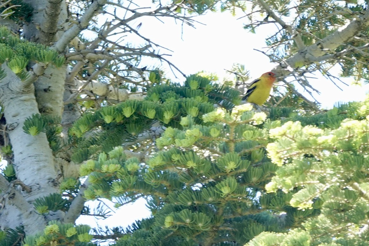 Western Tanager - ML620240840