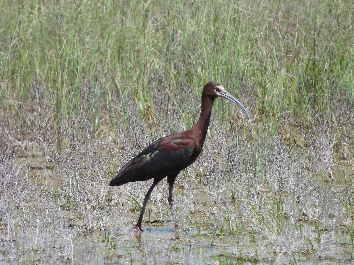 ibis americký - ML620240846