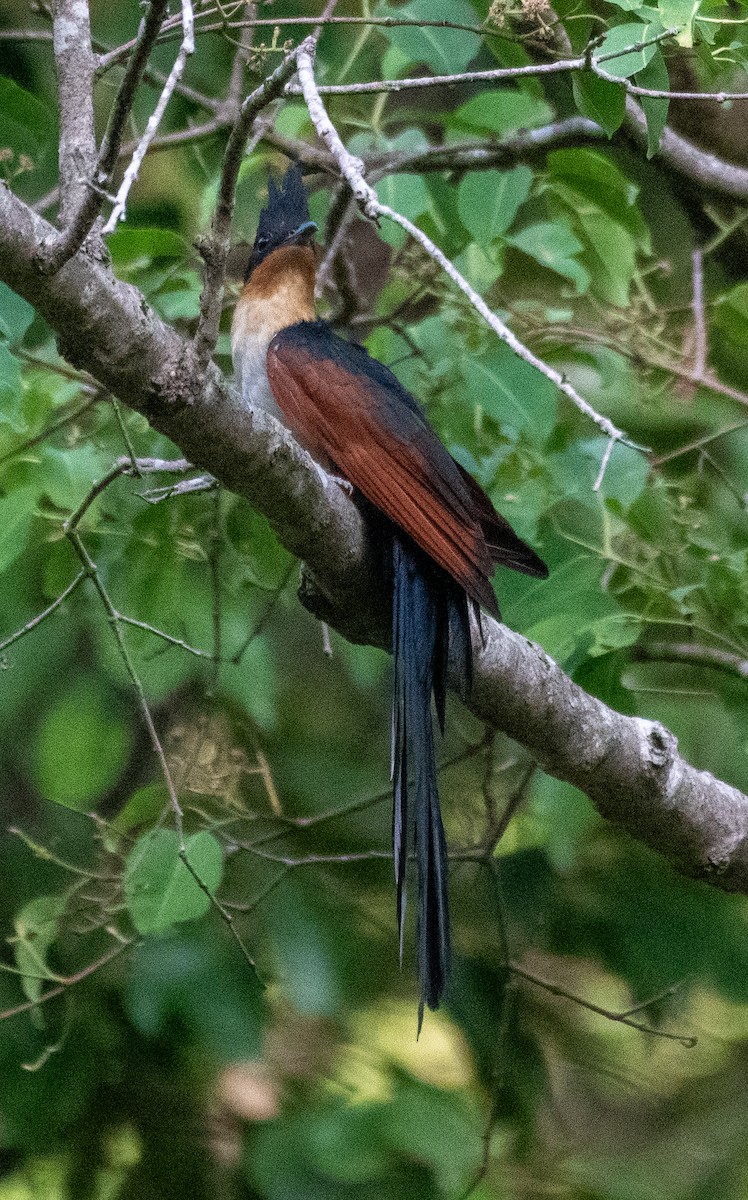 Chestnut-winged Cuckoo - ML620240847