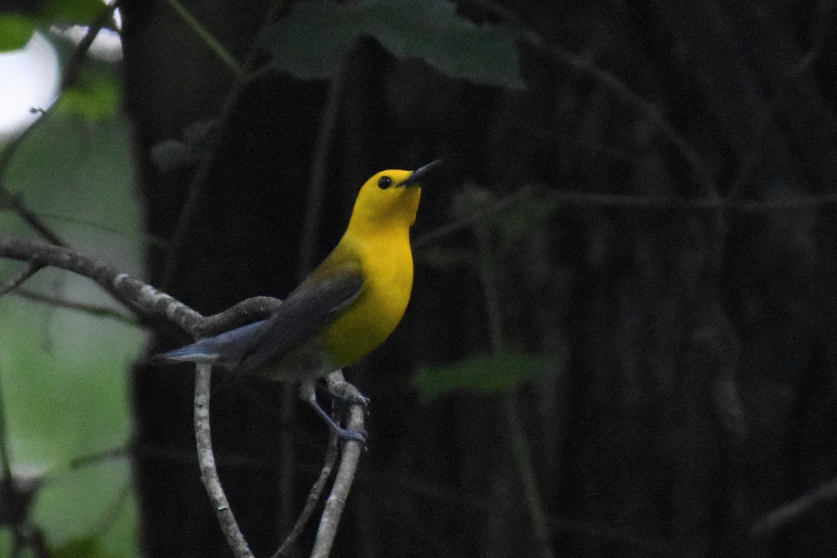 Prothonotary Warbler - ML620240850