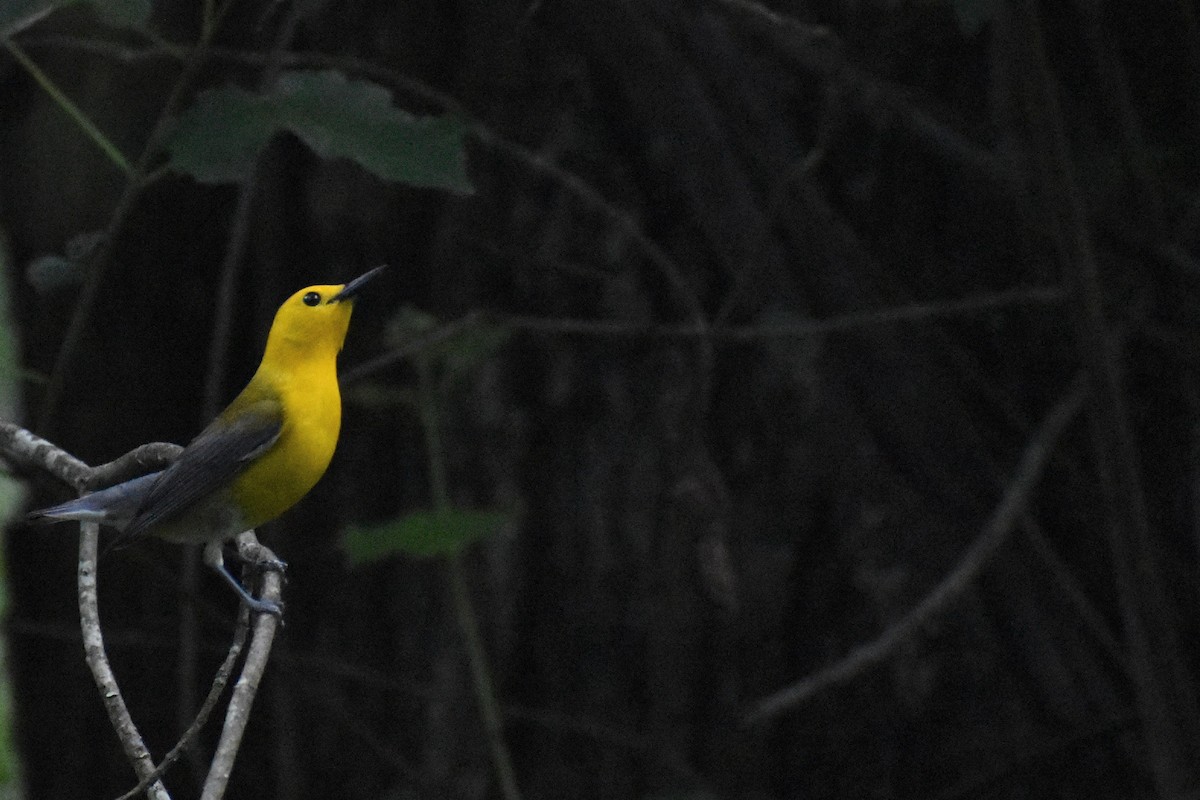 Prothonotary Warbler - ML620240853