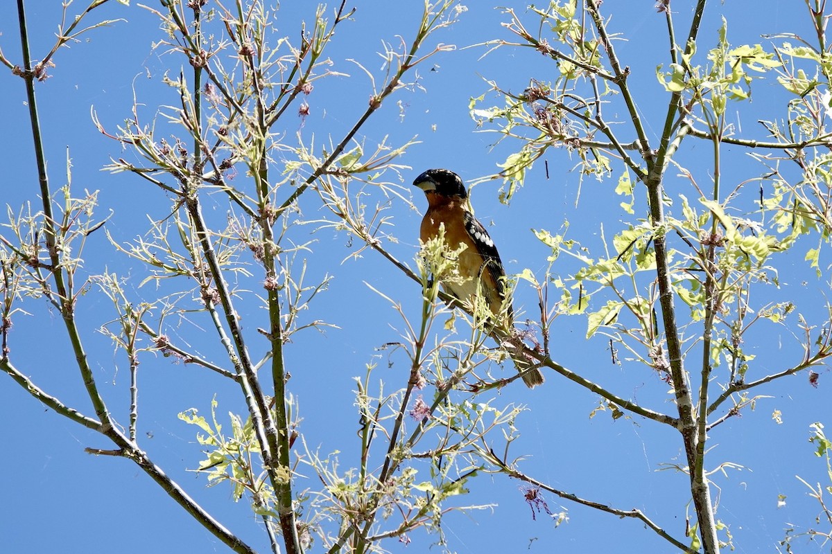 Cardinal à tête noire - ML620240855