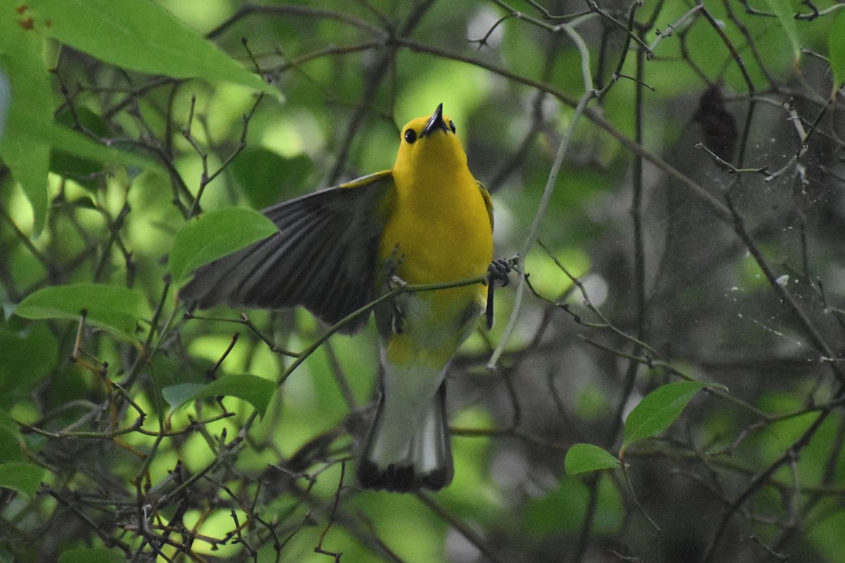 Prothonotary Warbler - ML620240856
