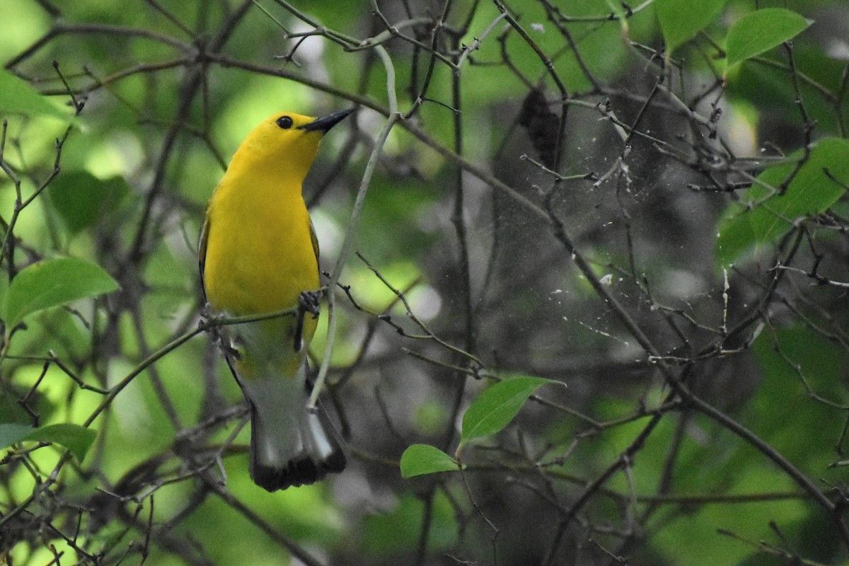 Prothonotary Warbler - ML620240859