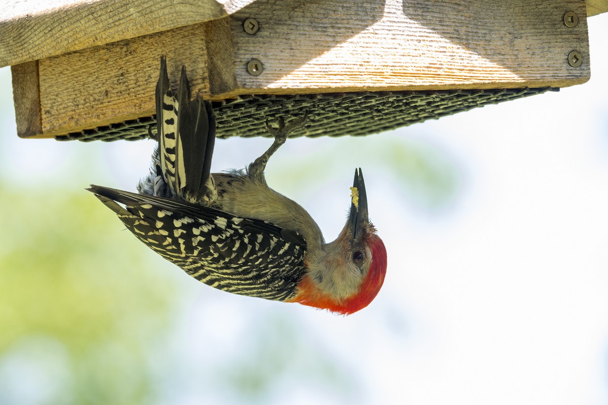 Red-bellied Woodpecker - ML620240860