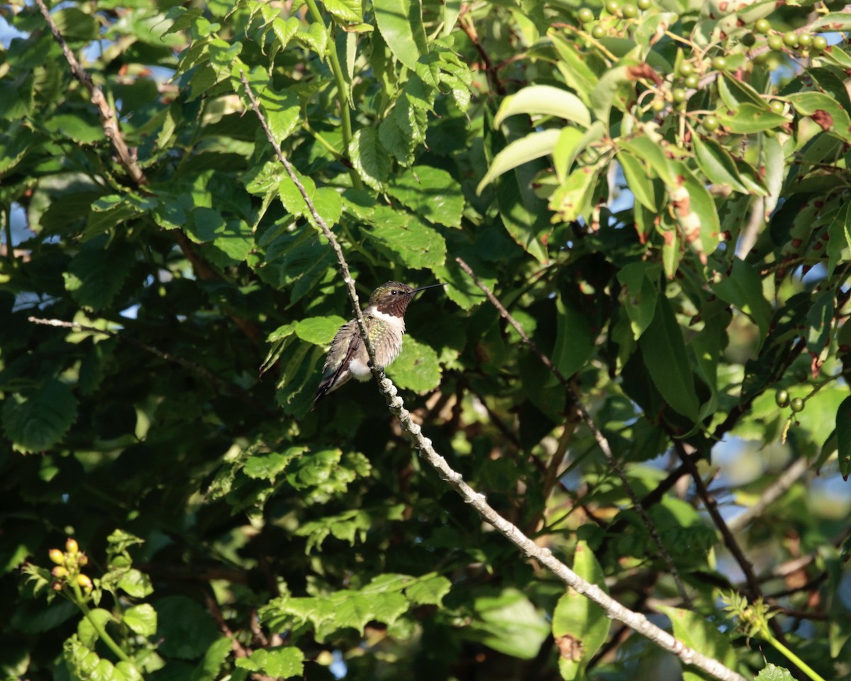 Ruby-throated Hummingbird - ML620240864