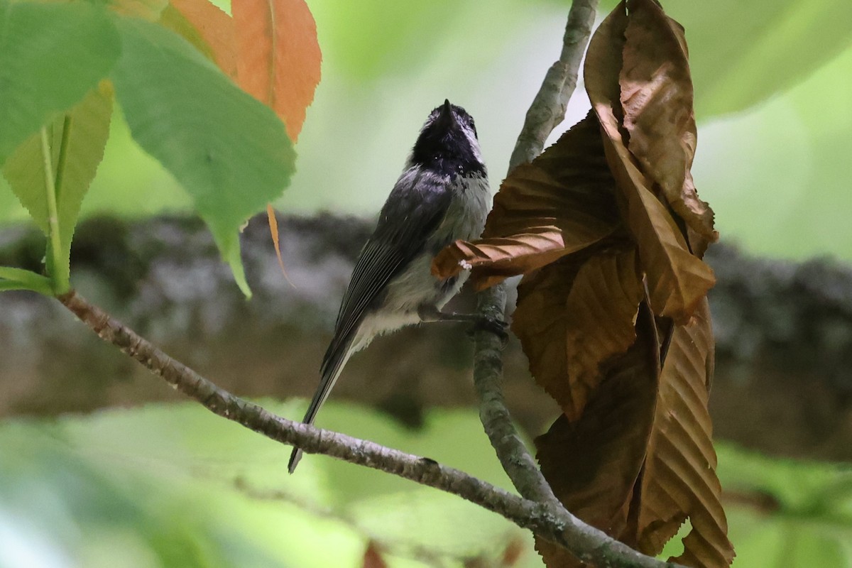 Carolina Chickadee - ML620240868