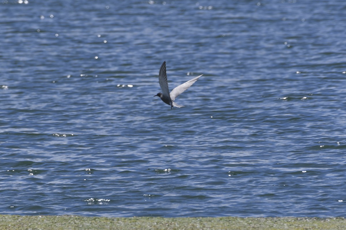 Black Tern - ML620240873