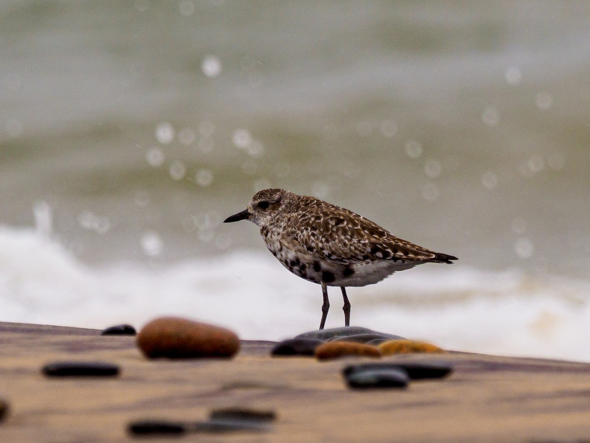 Black-bellied Plover - ML620240874