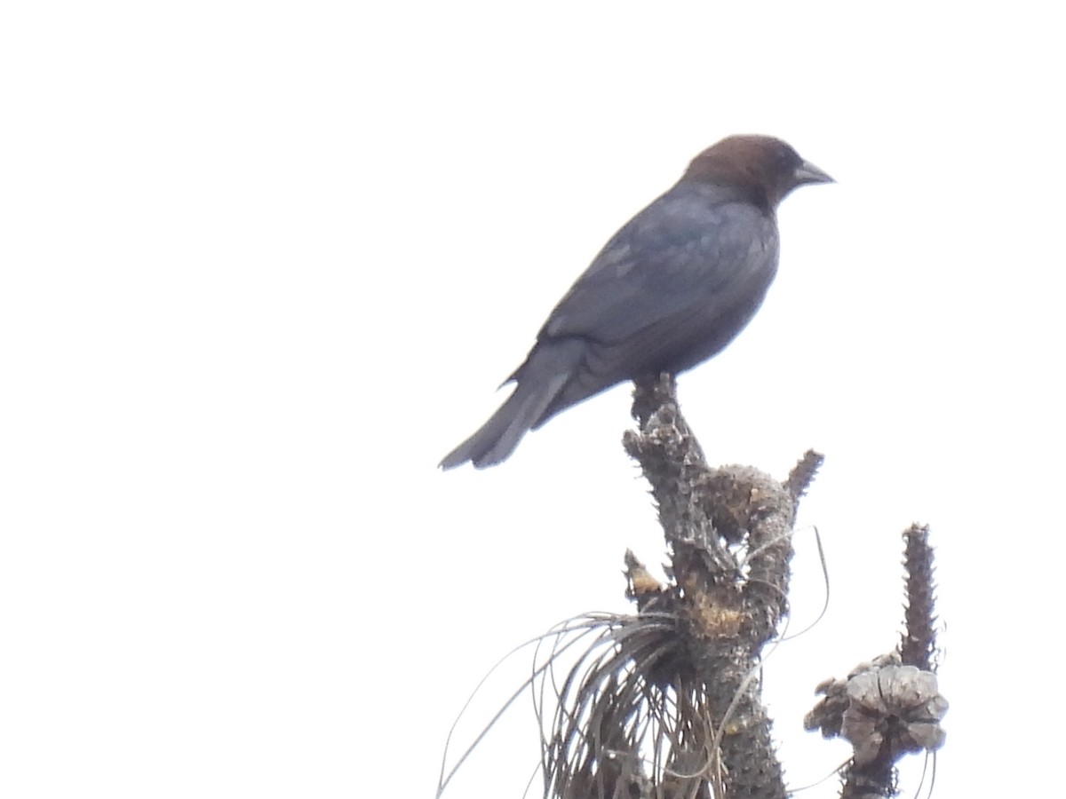 Brown-headed Cowbird - ML620240878