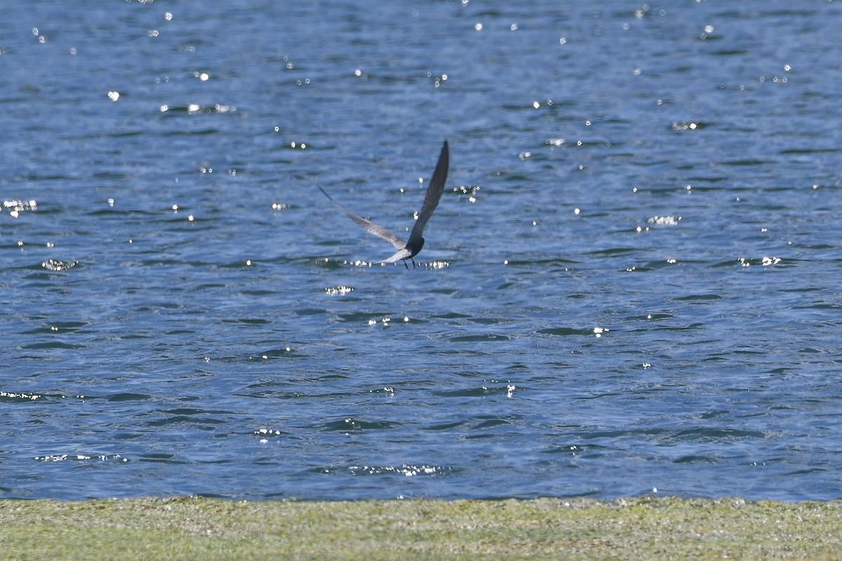 Black Tern - ML620240879