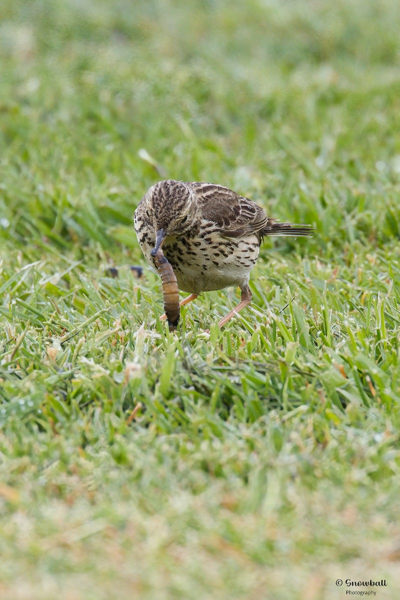 Meadow Pipit - ML620240883