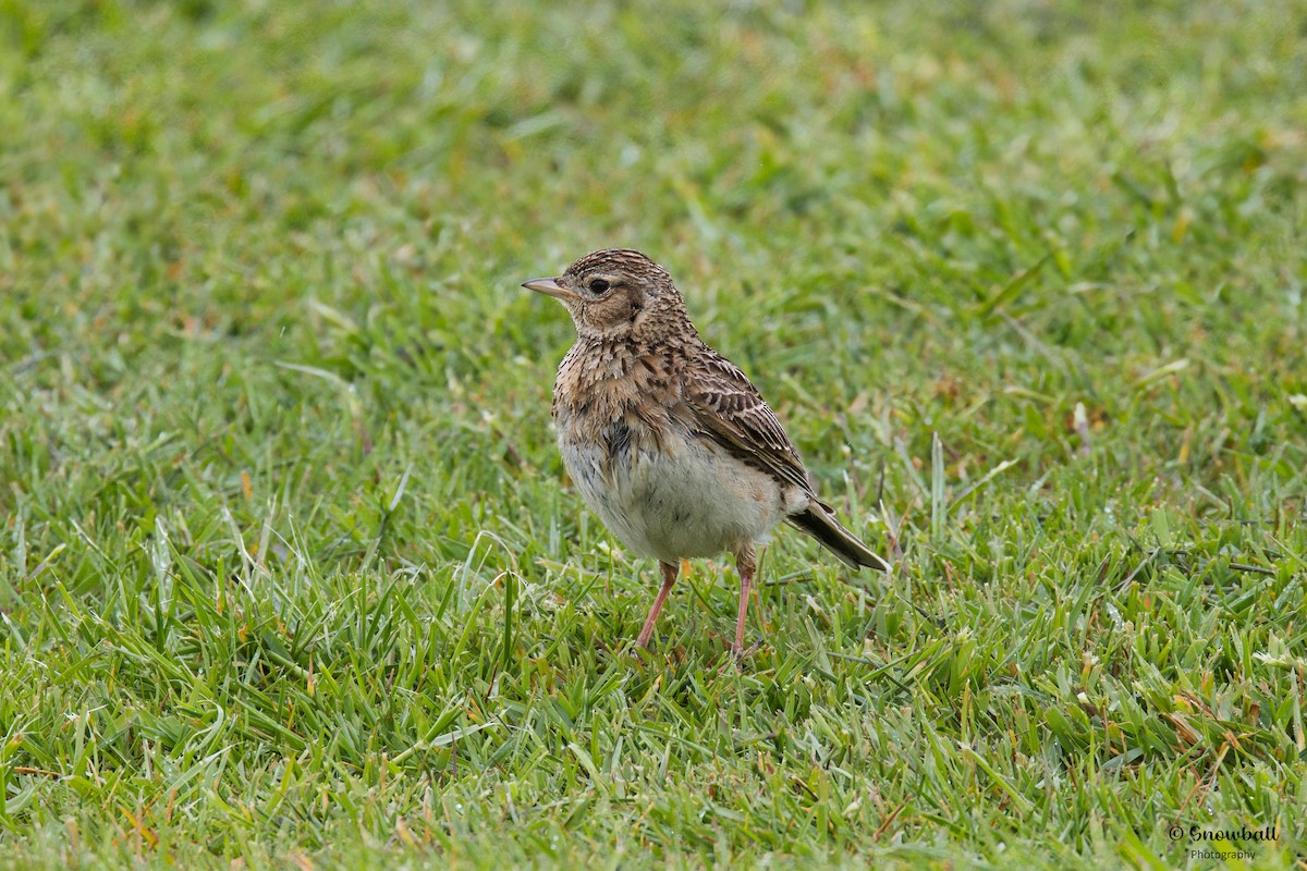 Meadow Pipit - ML620240884