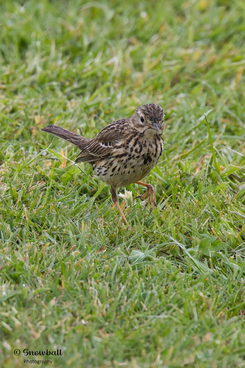 Meadow Pipit - ML620240885