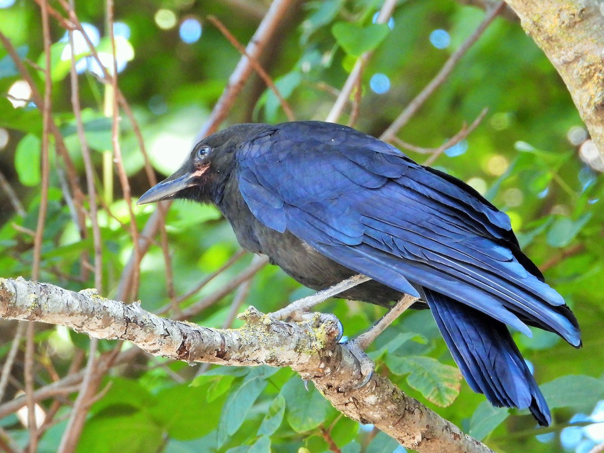 American Crow - ML620240886