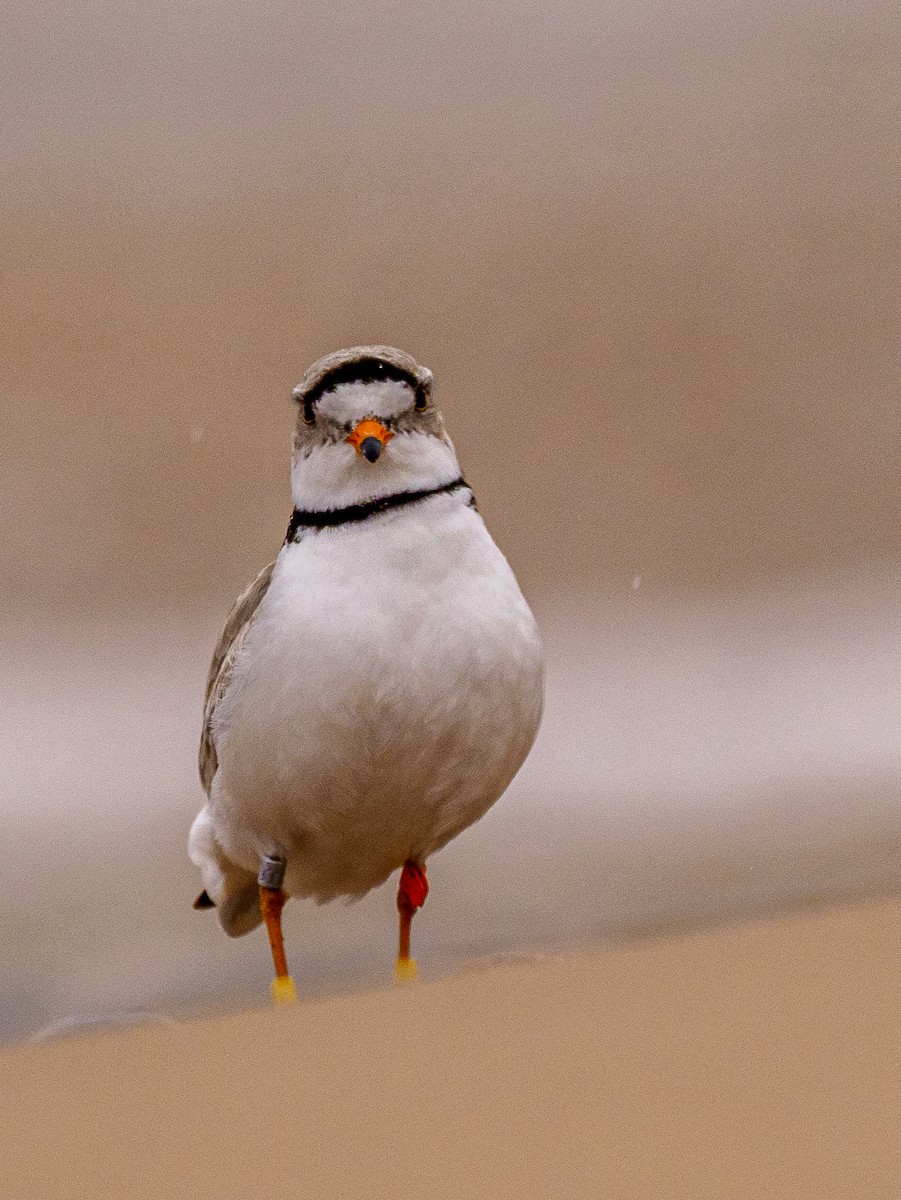 Piping Plover - ML620240887