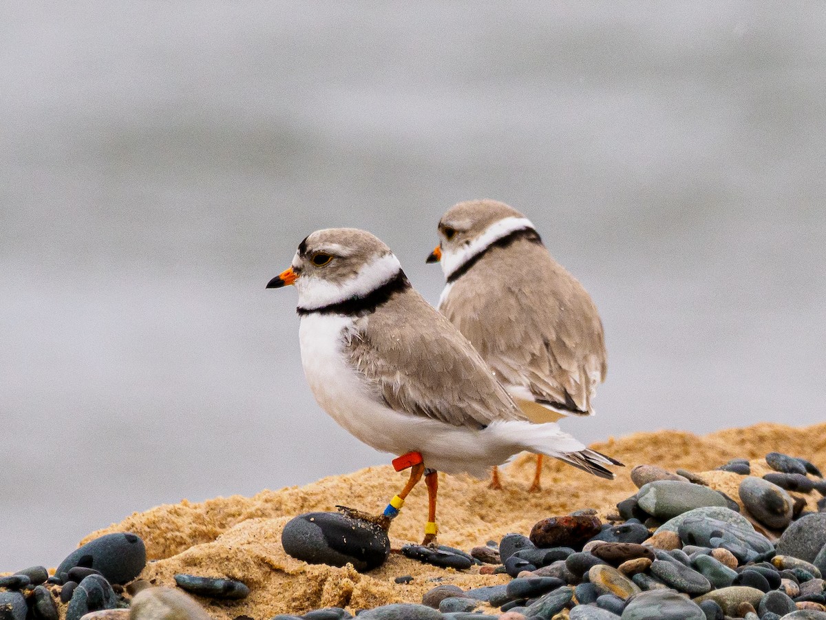 Piping Plover - ML620240888