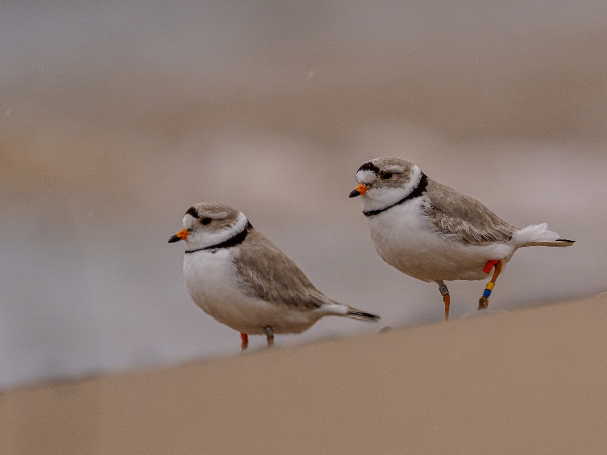 Piping Plover - ML620240889