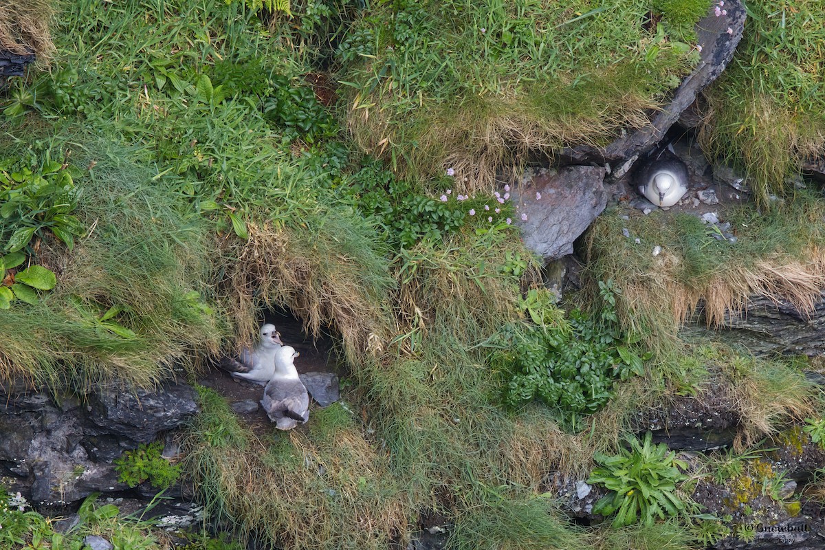 Northern Fulmar - ML620240891