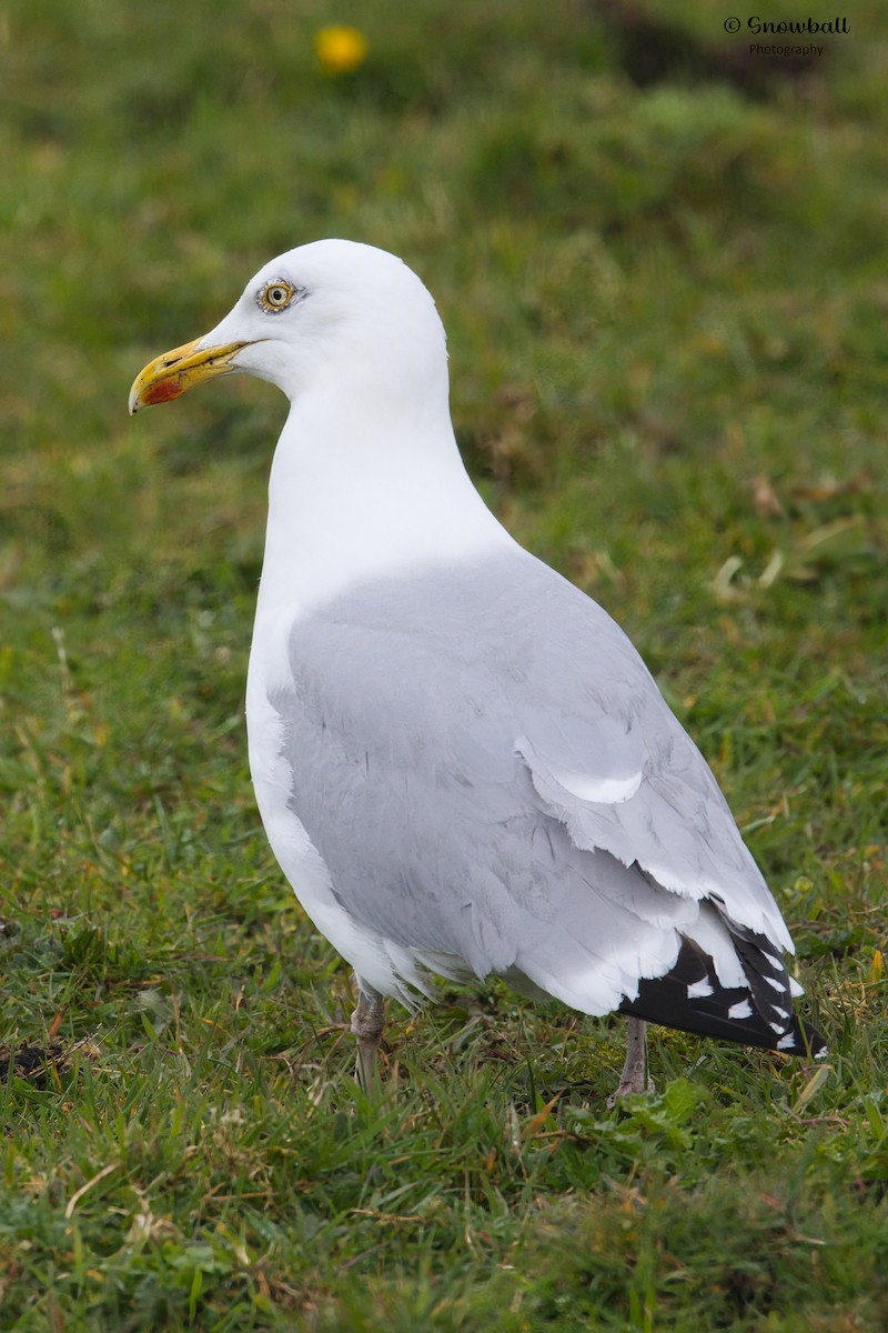 Herring Gull - Martin Snowball