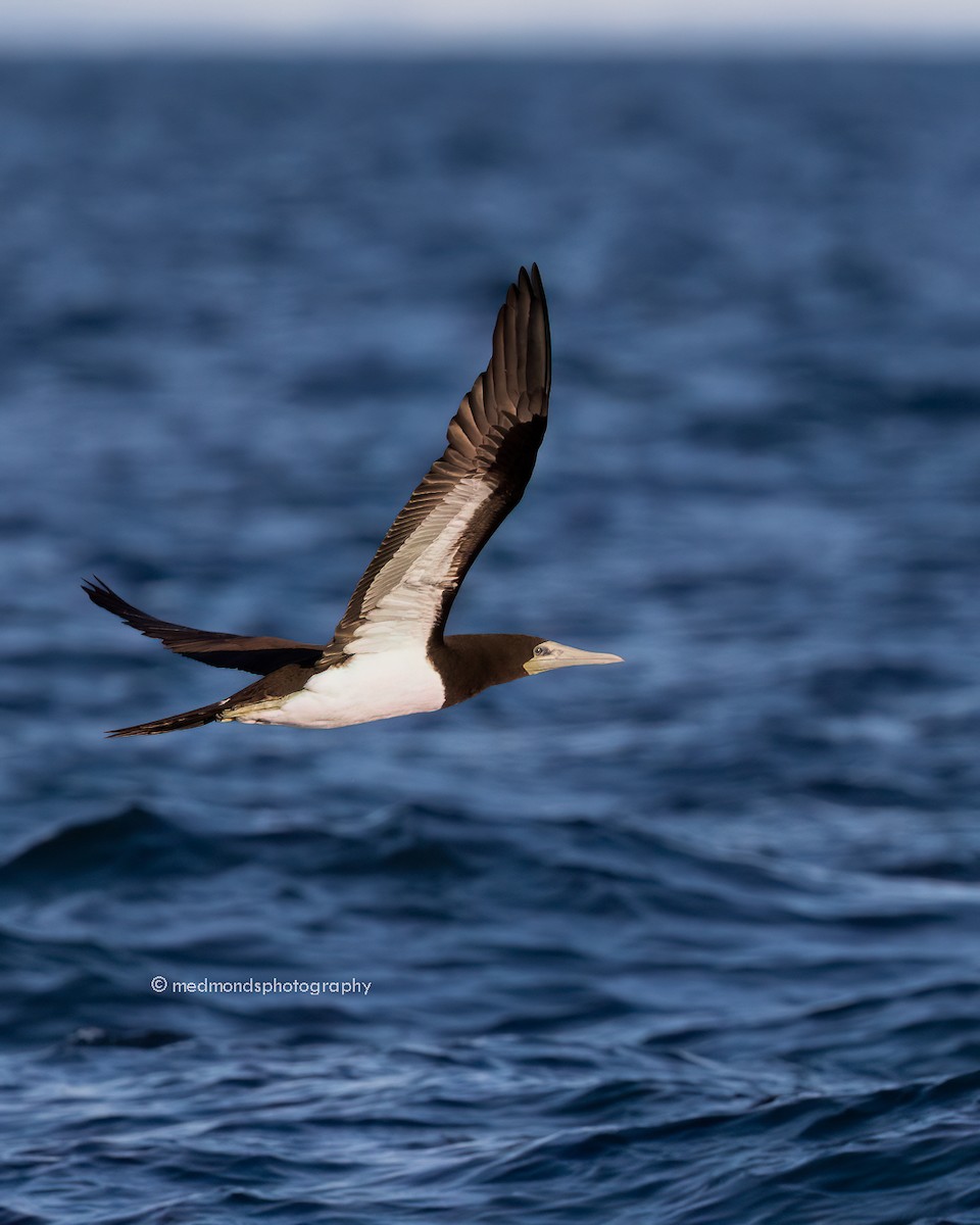 Brown Booby - ML620240899
