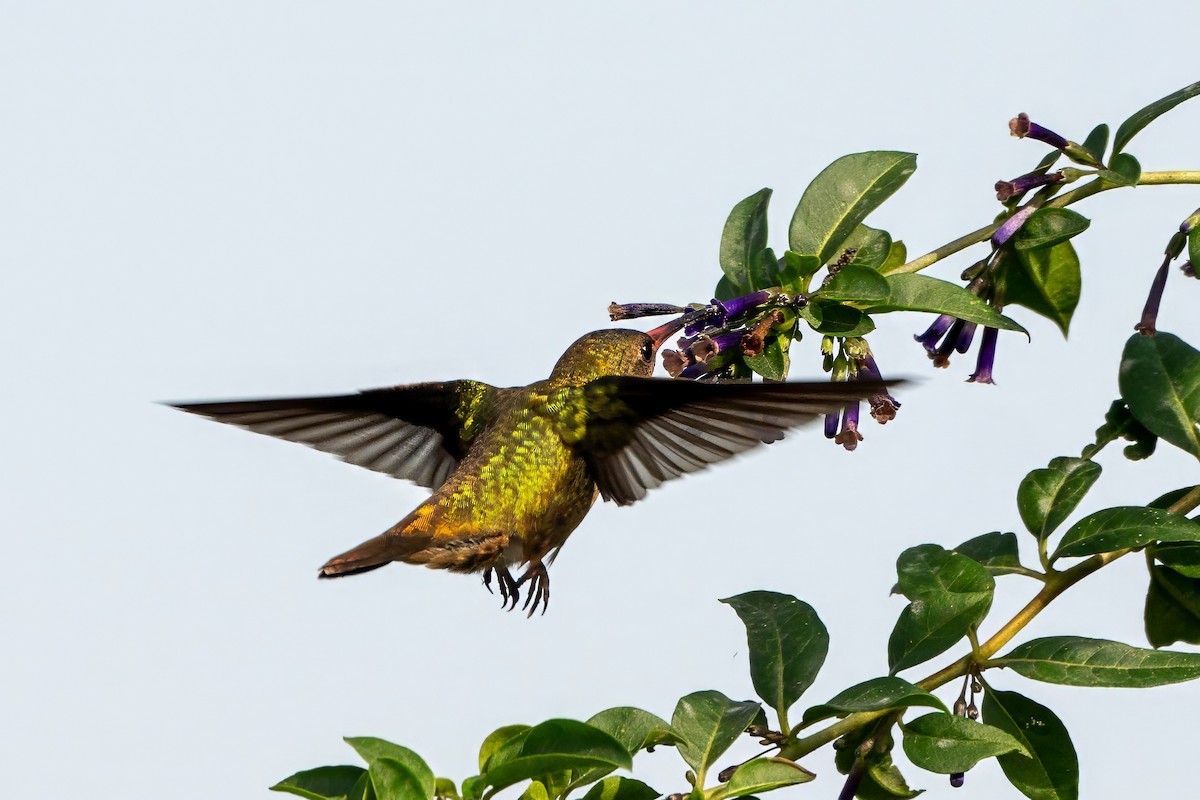 kolibřík zlacený - ML620240900