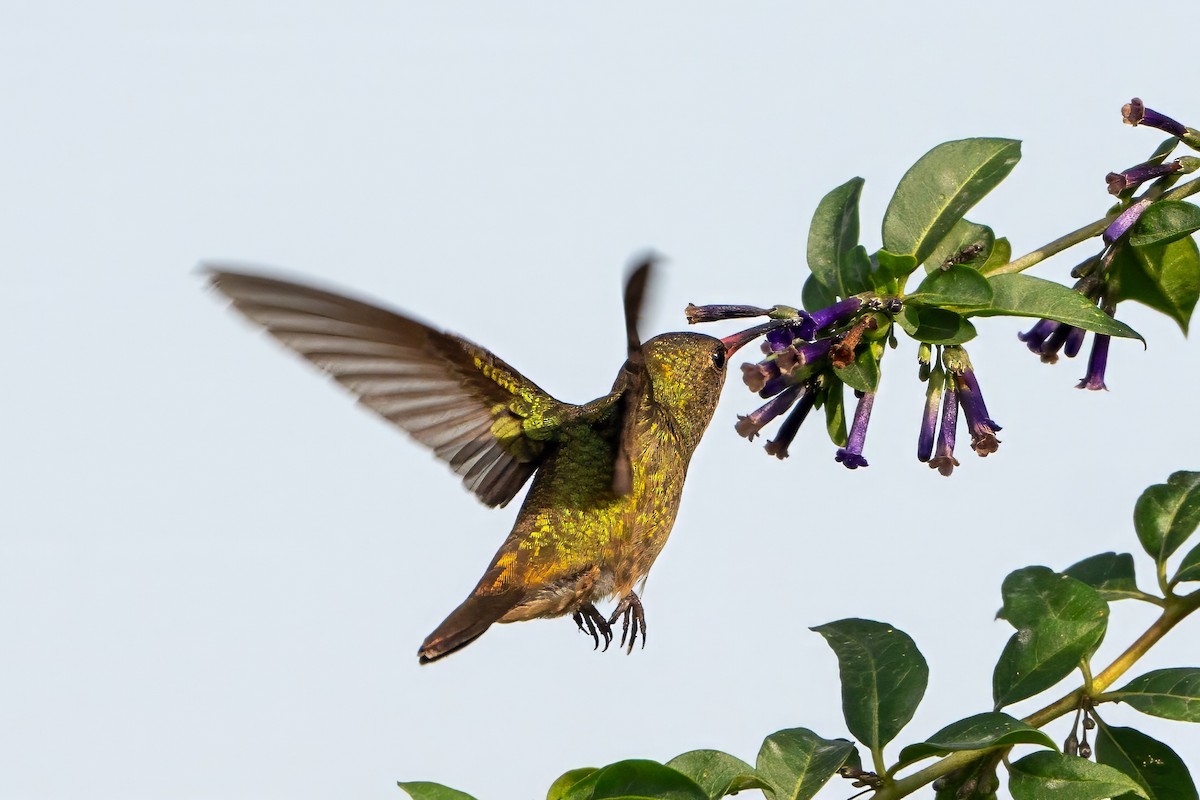 Gilded Hummingbird - ML620240901