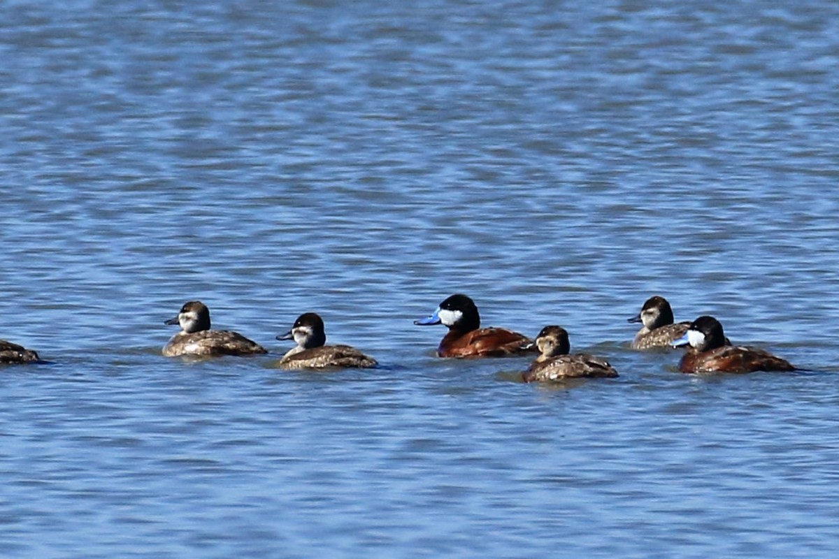 Ruddy Duck - ML620240914