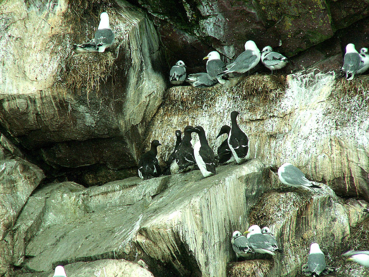 Common Murre - ML620240920