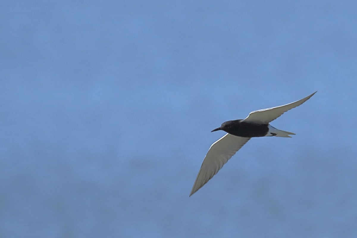 Black Tern - ML620240921