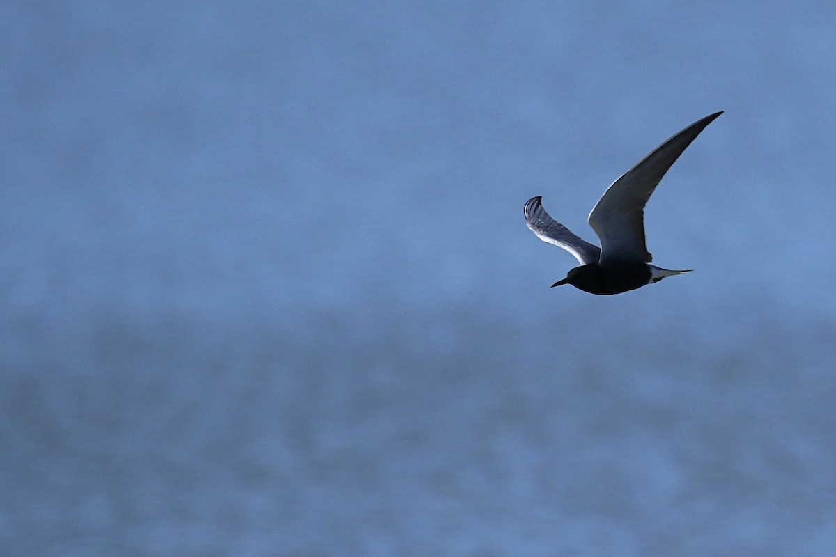 Black Tern - ML620240927